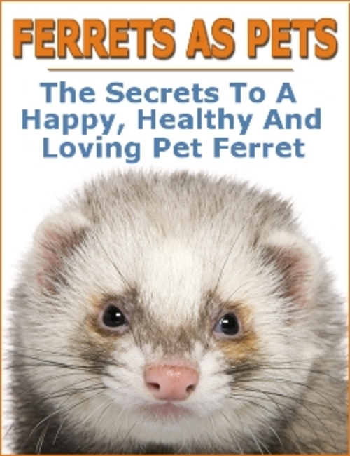 Product picture Ferrets As Pets : The Secrets To A Healthy Pet Ferret